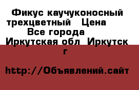 Фикус каучуконосный трехцветный › Цена ­ 500 - Все города  »    . Иркутская обл.,Иркутск г.